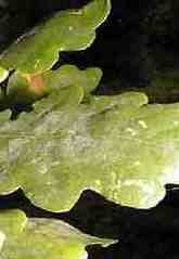 oak leaf